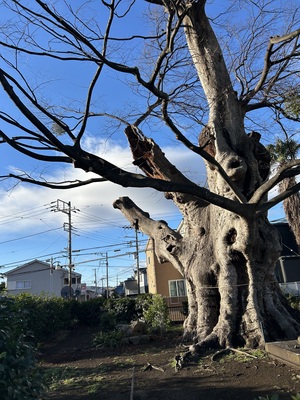🌲特別1DAY🌲瞑想アロマと150年例大祭と松植樹会