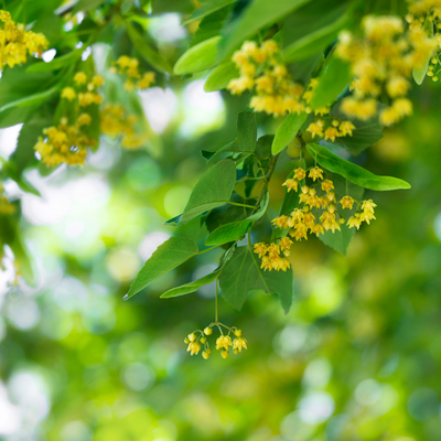 ザ・ギンザ　ホリデーイベント