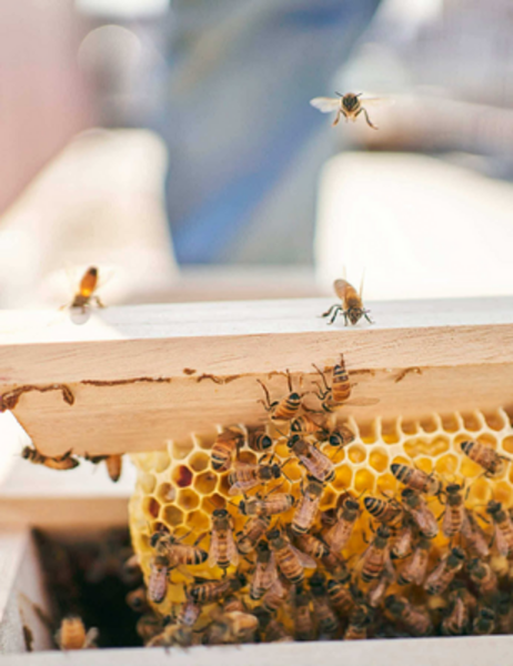 「蜜蜂の生活」読書会 12/13 (土) 14:00-15:30