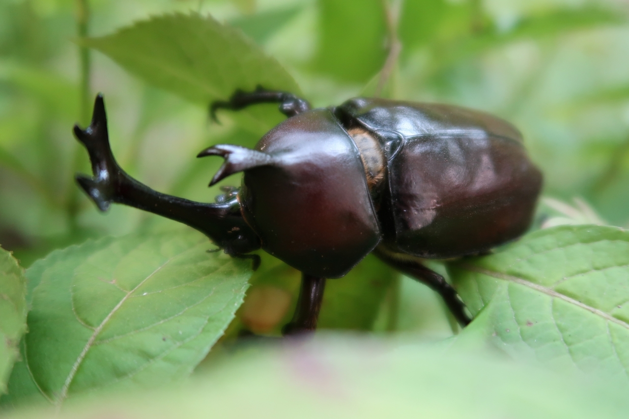 カブトムシ？ 4904810221685_f16381bc140744d1