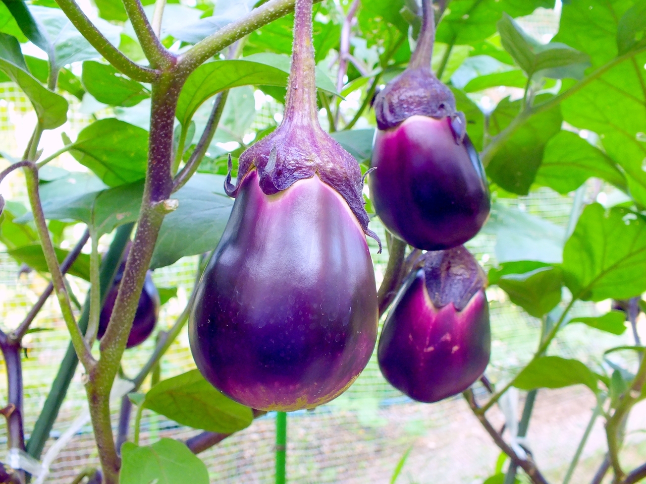 《錢屋塾》野菜ソムリエの旬野菜を味わう料理教室～泉州水なす～