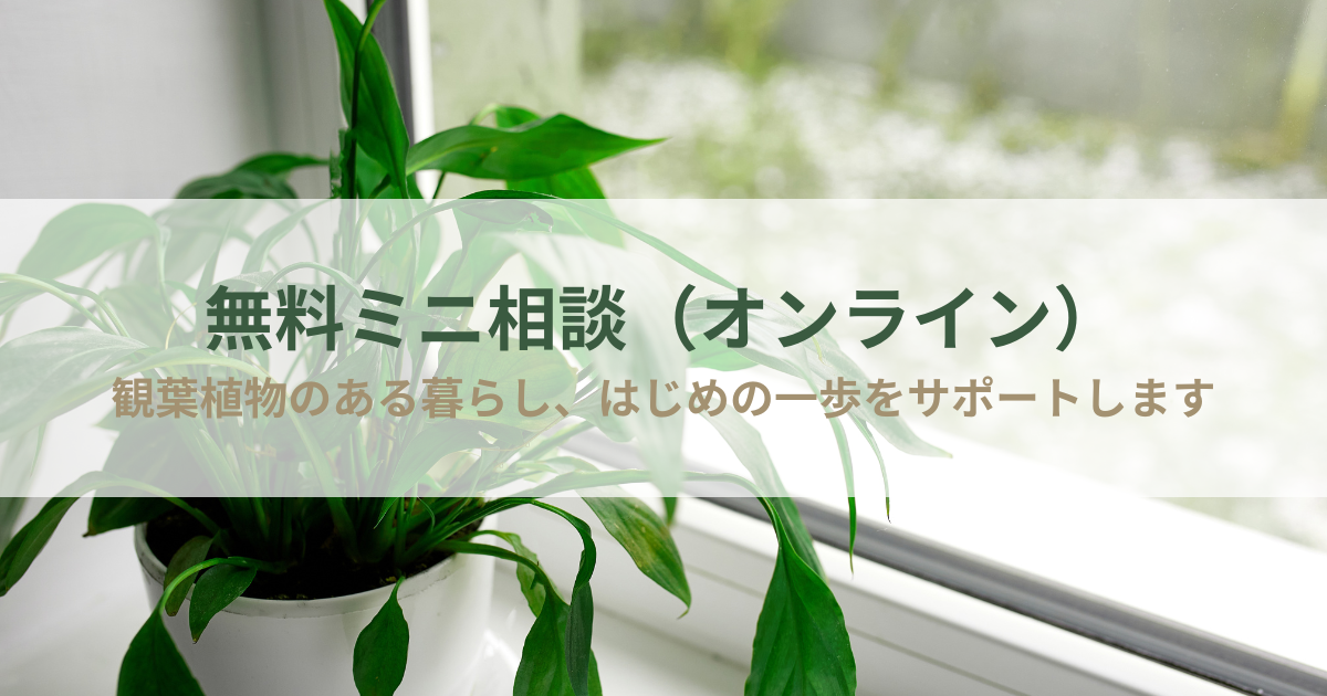 観葉植物ビギナーさんのための無料ミニ相談（オンライン）