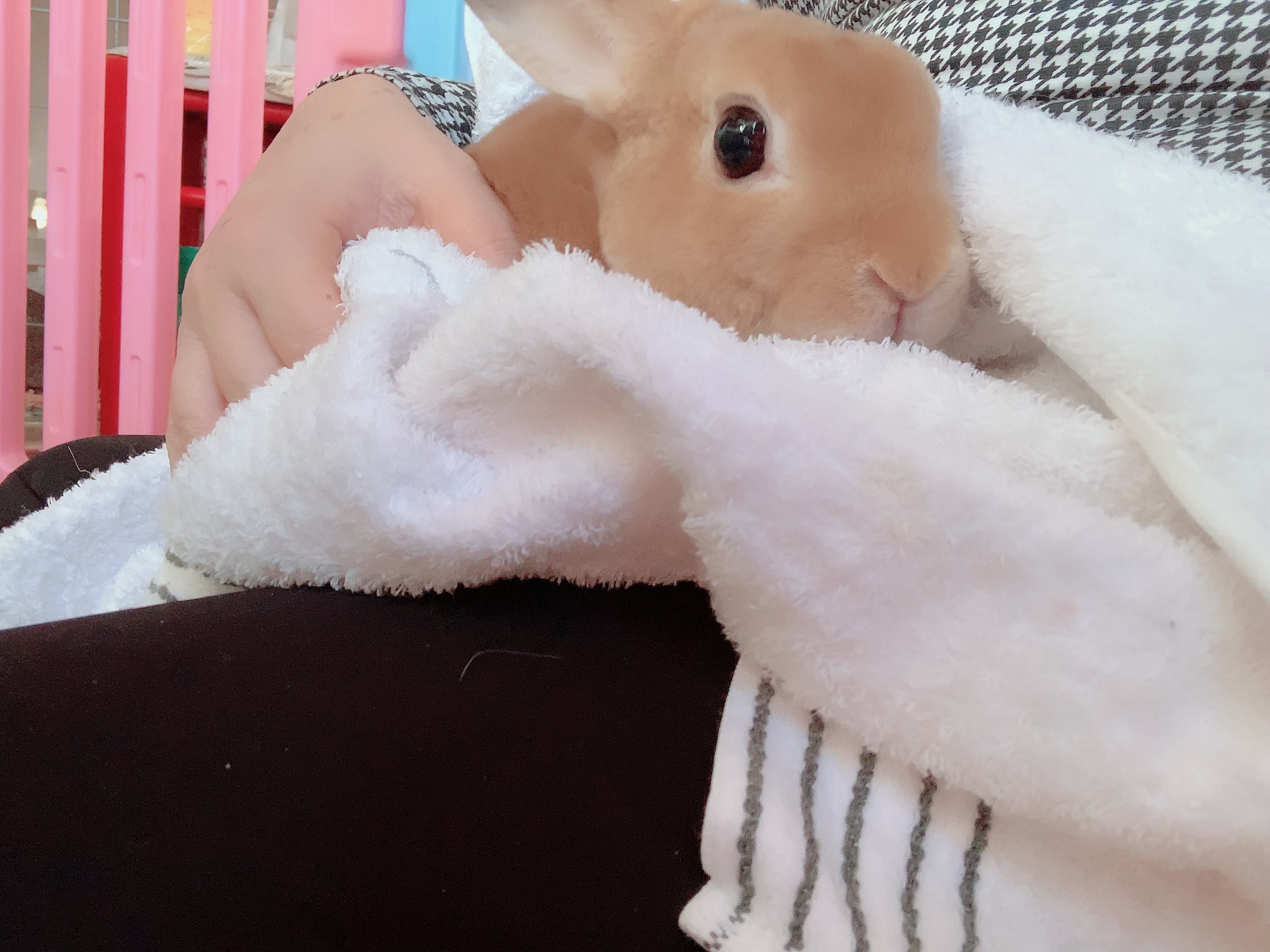 うさこんち「お尻洗いケア」予約