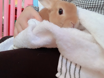 うさこ母が行く！「お尻洗いケア『尻湯』」予約