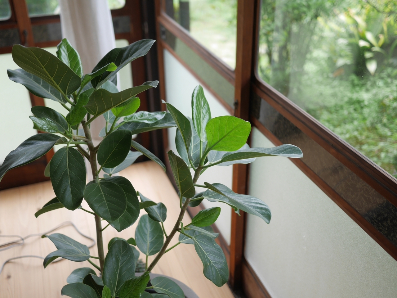 朝のオンライン習慣 - 30分の規律 - １週間無料体験