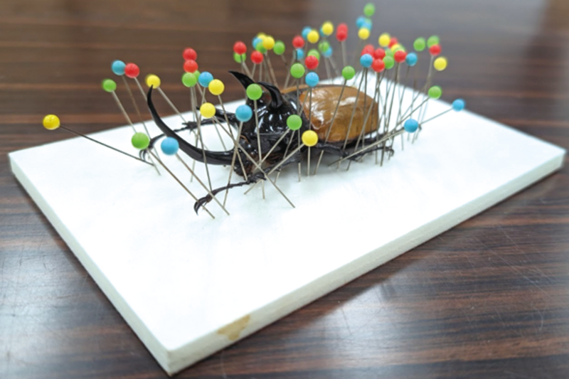 10/18(土) 名和館長と昆虫採集を楽しもう 昆虫講座・標本づくり体験