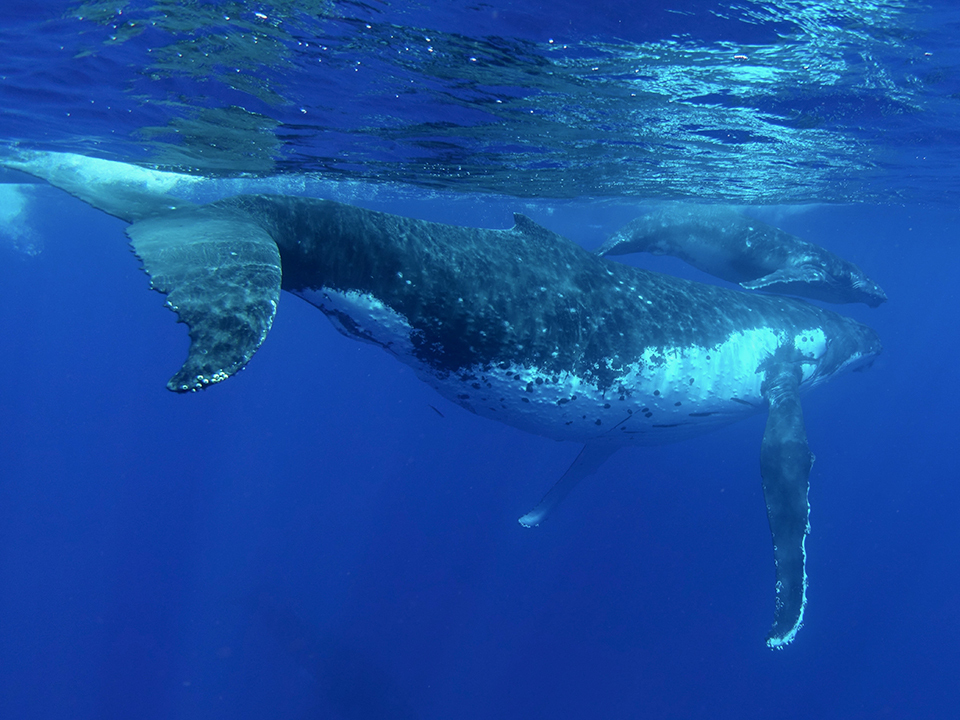 ３月１３日(金)出発 “ホエールスイム＆ダイビング” 沖縄本島 ３泊４日ツアー ＦＤ＆ホエールスイム