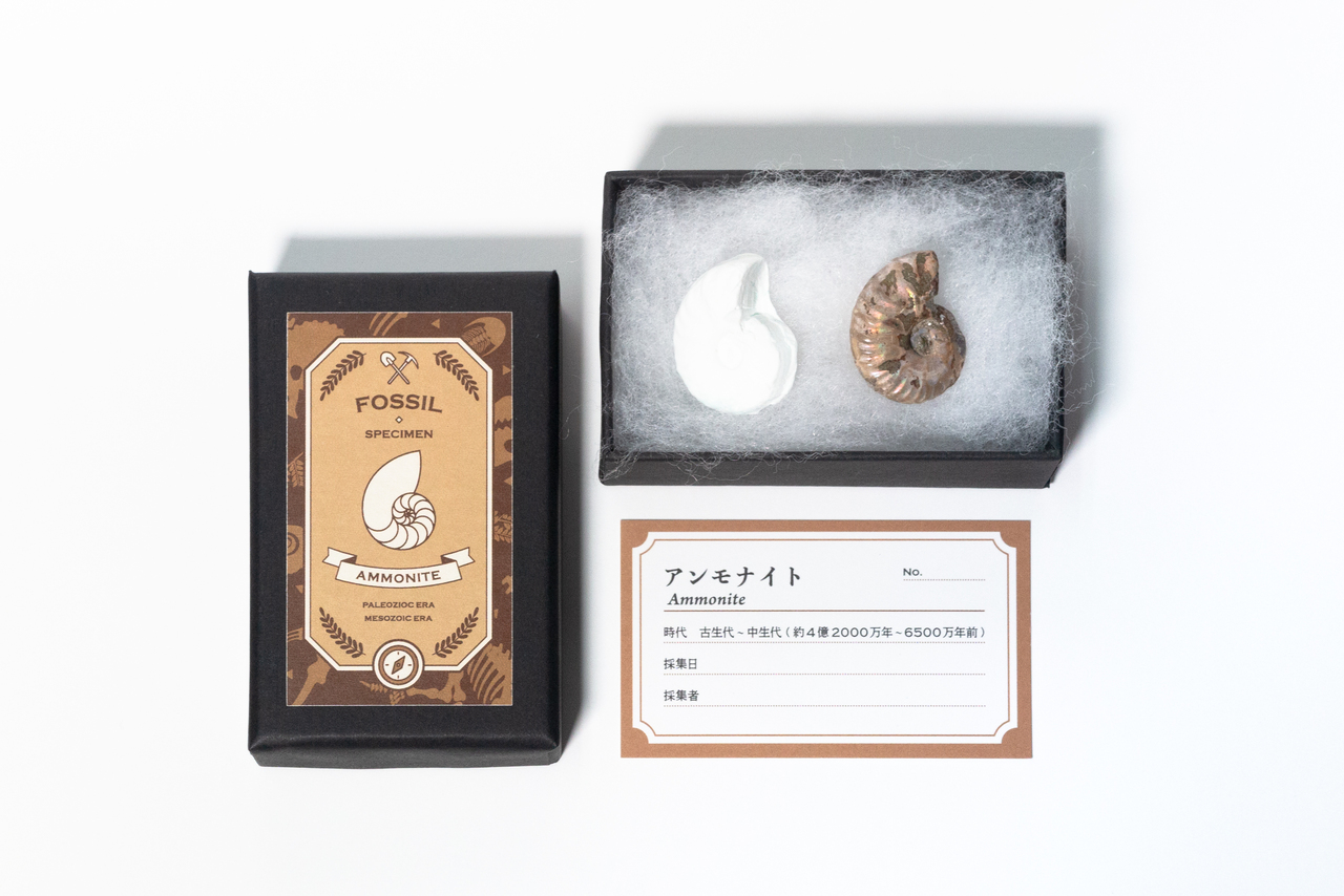 化石発掘調査隊！スマイルキャンパス2025