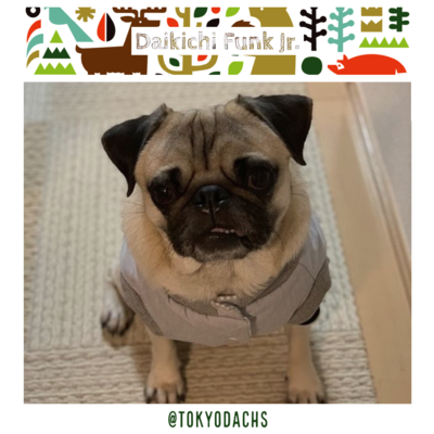 愛犬のキルティングジャケット(2日間)