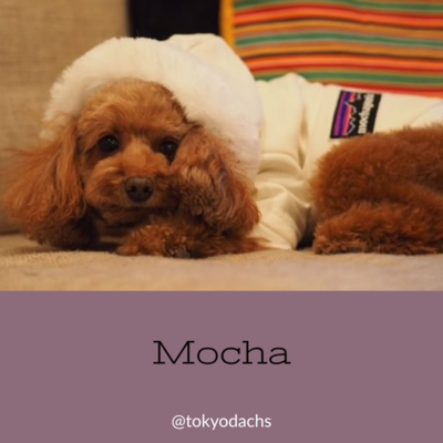 愛犬のキルティングジャケット(2日間)