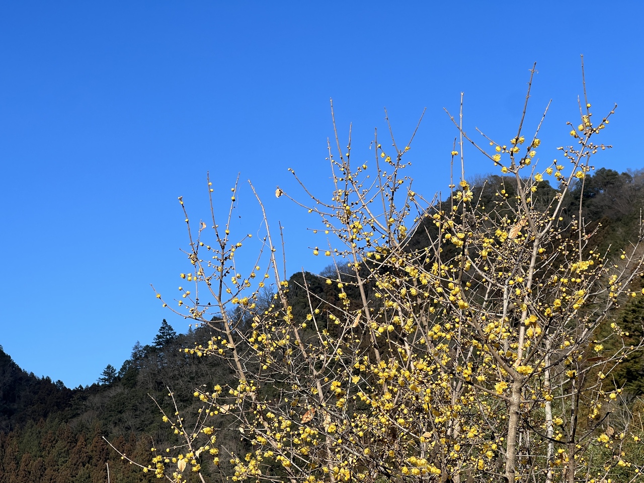 ［2/11］早春の宝登山ハイキング（モニターツアー）
