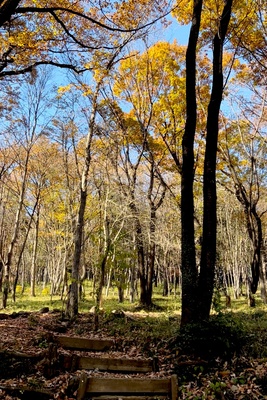 ［2/11］早春の宝登山ハイキング（モニターツアー）