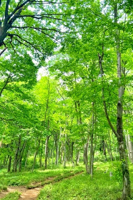 ［2/11］早春の宝登山ハイキング（モニターツアー）