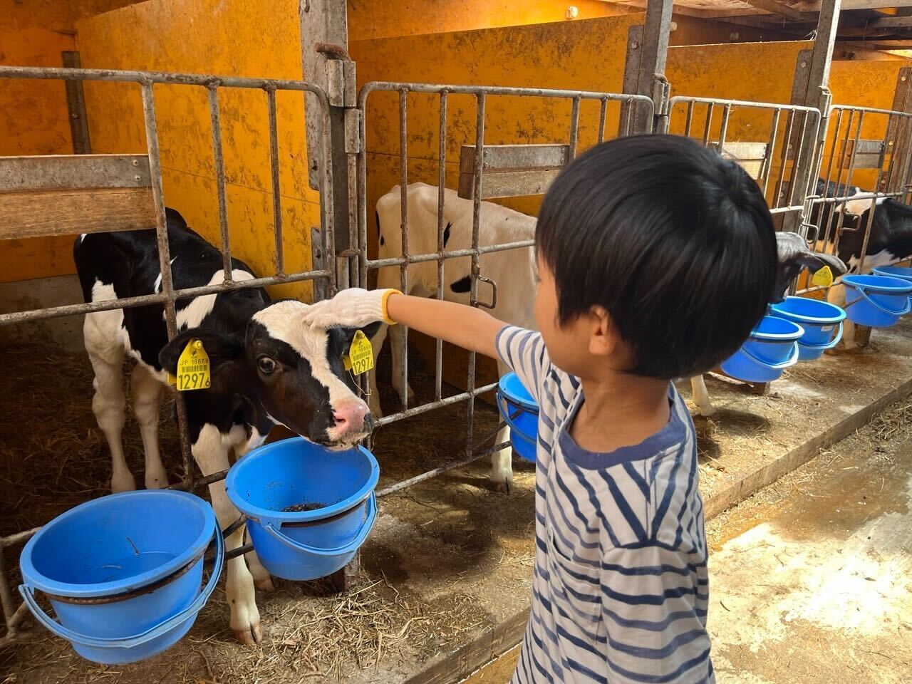 田舎暮らし体験(千葉さん)-酪農体験(小栗さん)_函館・道南プログラム_ポケマルおやこ地方留学2025夏