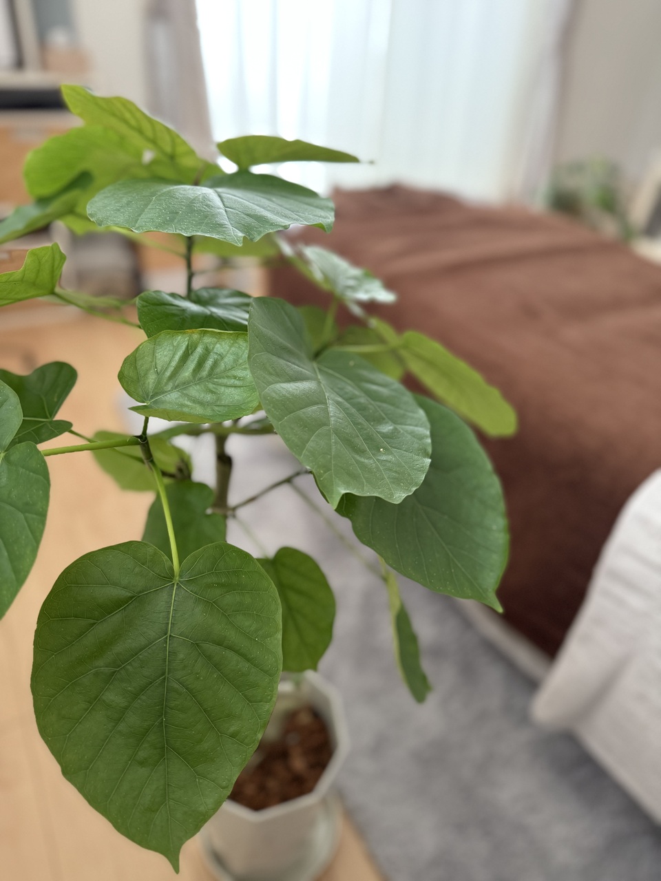 OHANA－グアサー推拿整体サロン－予約ページ