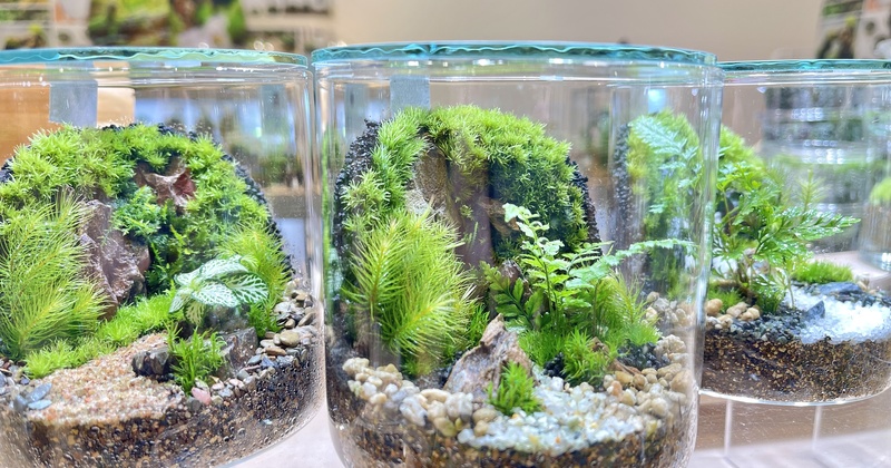 仙台アエル店】壁面緑化編 癒しのインテリアグリーン 苔テラリウム