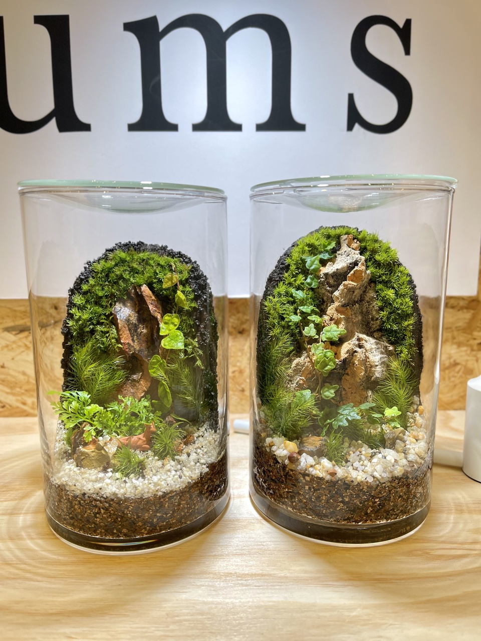 仙台アエル店】壁面緑化編 癒しのインテリアグリーン 苔テラリウム