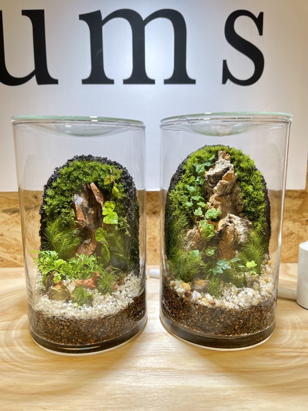 仙台アエル店】壁面緑化編 癒しのインテリアグリーン 苔テラリウム