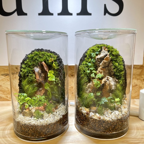 仙台アエル店】壁面緑化編 癒しのインテリアグリーン 苔テラリウム