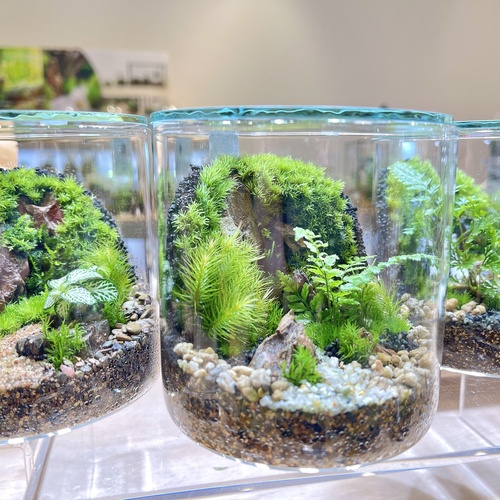 仙台アエル店】壁面緑化編 癒しのインテリアグリーン 苔テラリウム