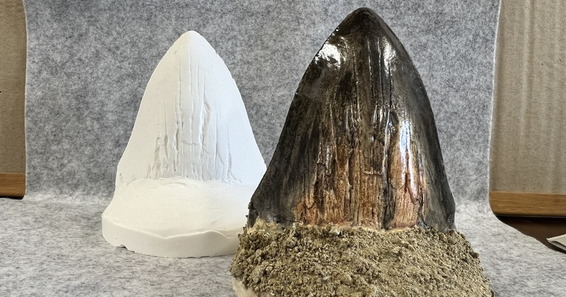 東松山市化石と自然の体験館の予約サービス