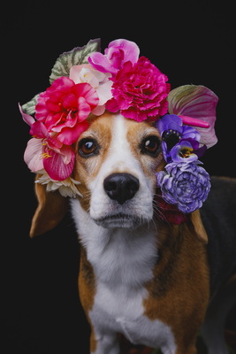 東京都【花綵】2026年1月18日（日）＠ジョイフル本田瑞穂店