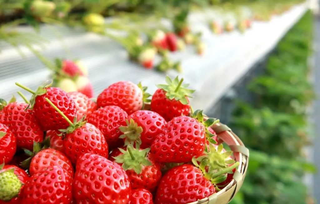 【男性予約】　2月21日(土) 「いちご狩り」