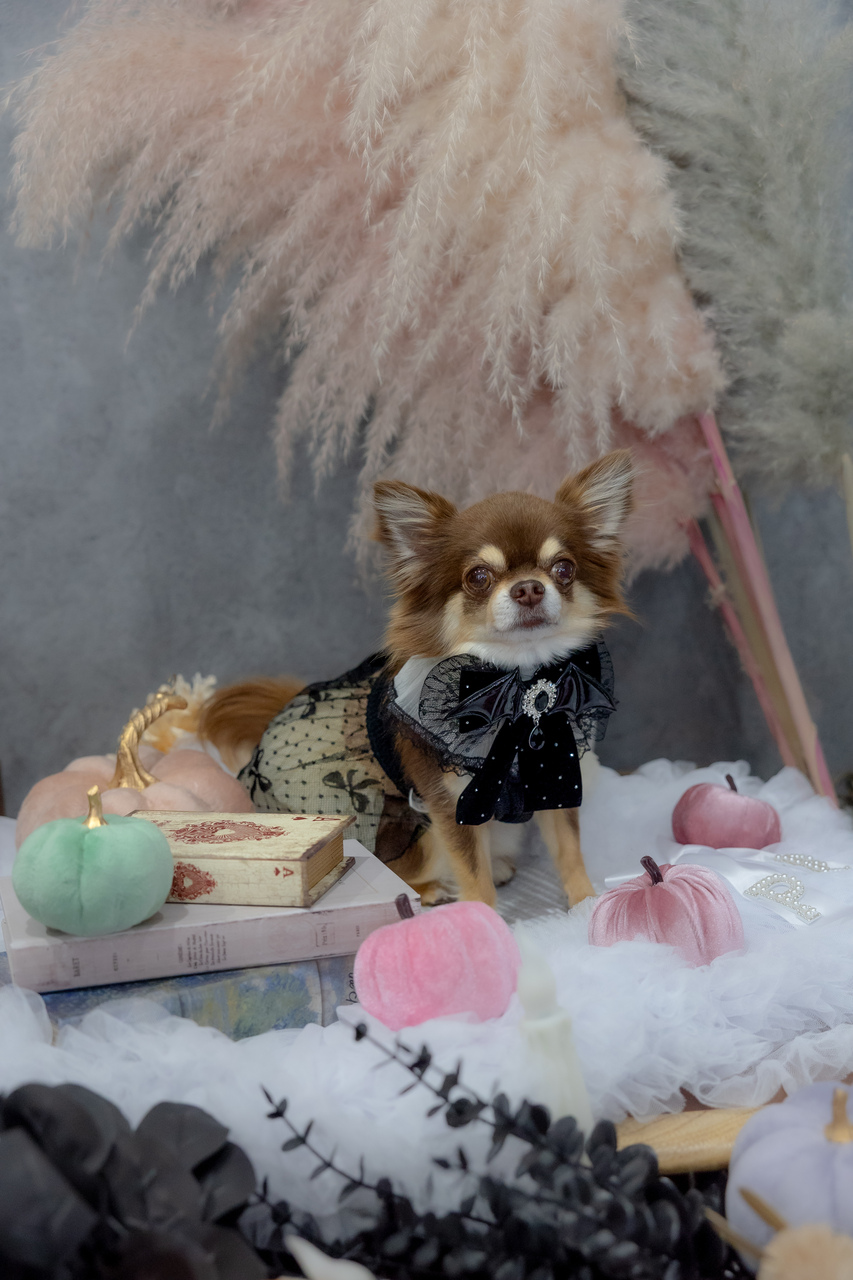 1月のペットご同伴のお席予約