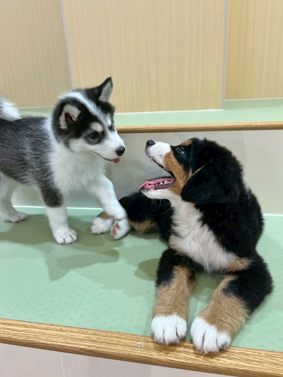 ãðå¹³æ¥äºçŽðãããµããµã¿ã€ã 60åã1ããªã³ã¯ä»ãã