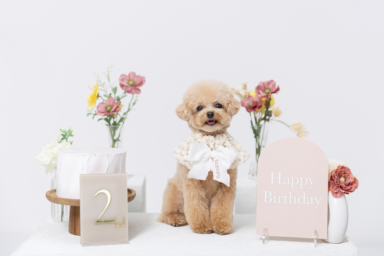 【通常予約】お誕生日・記念日・ご家族写真