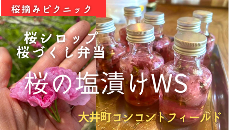 🌸 桜摘み取り・塩漬け・桜シロップ ピクニック会2026 🌸