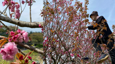 🌸 桜摘み取り・塩漬け・桜シロップ ピクニック会2026 🌸