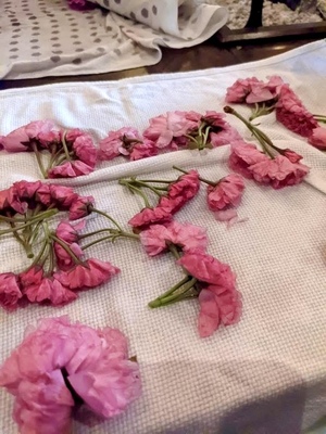 🌸 桜摘み取り・塩漬け・桜シロップ ピクニック会2026 🌸