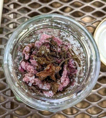 🌸 桜摘み取り・塩漬け・桜シロップ ピクニック会2026 🌸