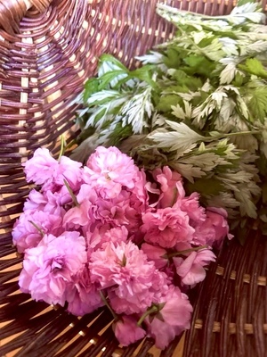 🌸 桜摘み取り・塩漬け・桜シロップ ピクニック会2026 🌸