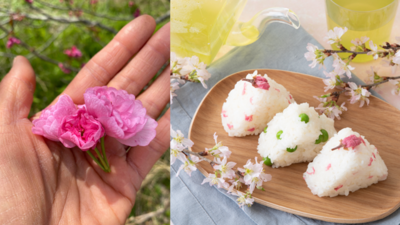 🌸 桜摘み取り・塩漬け・桜シロップ ピクニック会2026 🌸