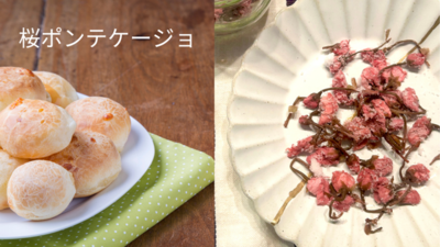 🌸 桜摘み取り・塩漬け・桜シロップ ピクニック会2026 🌸