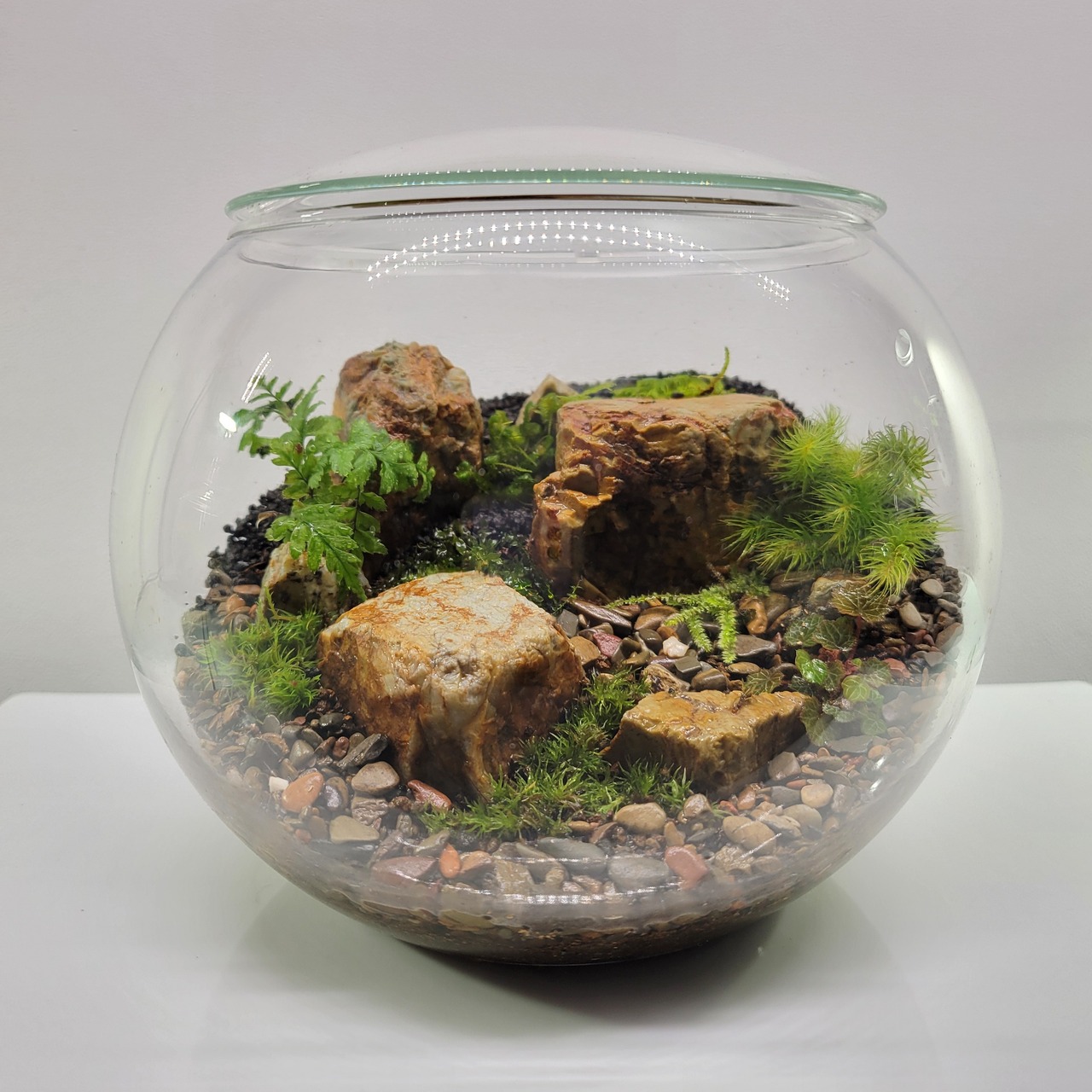 【 博多阪急 】9種の植物で作る自然の風景　苔テラリウムワークショップ