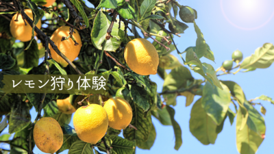 ＜大人気企画！＞無農薬レモン狩りと＆炭火で竹筒レモンバウムクーヘン作り2025