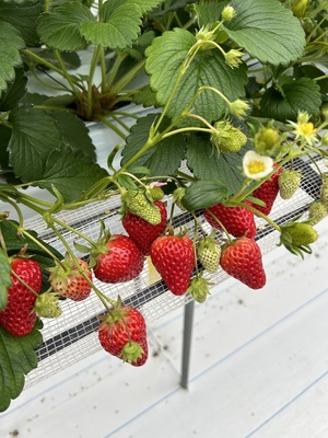 【 10名様以上　団体　4月7日〜4月21日　いちご狩り 予約フォーム 】