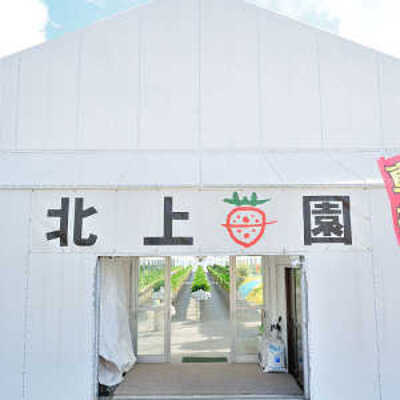 【 10名様以上　団体　4月7日〜4月21日　いちご狩り 予約フォーム 】