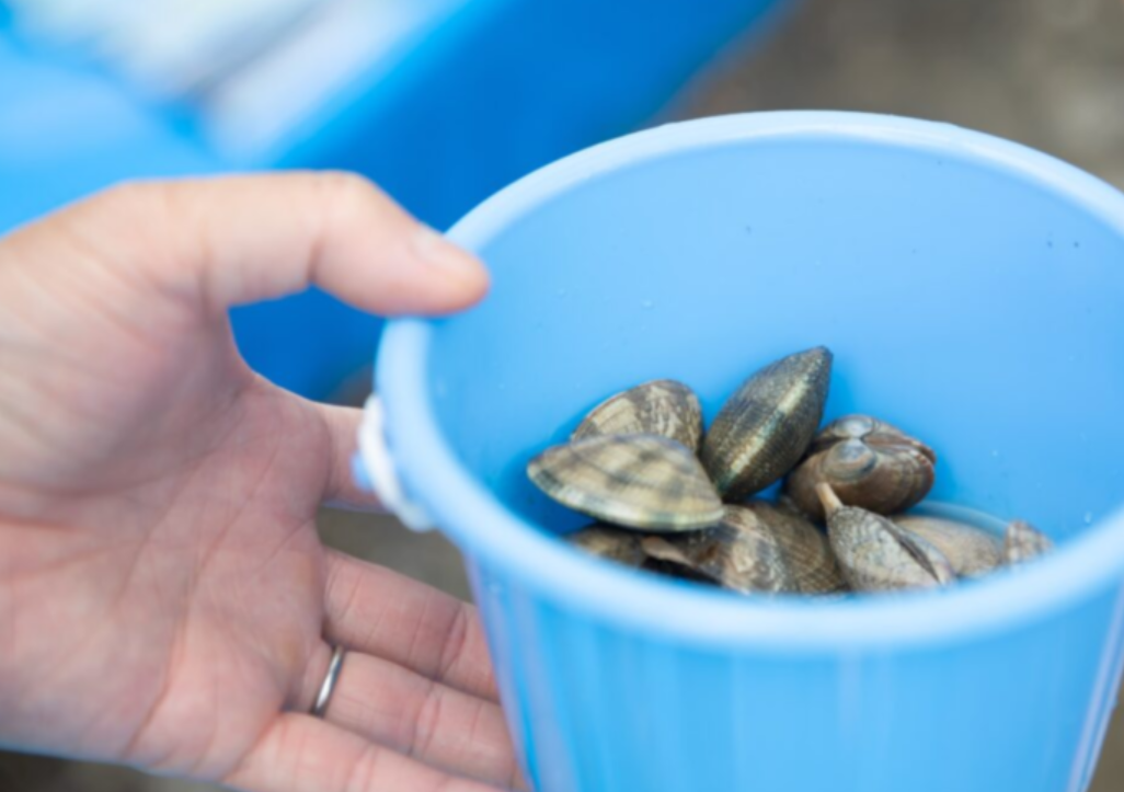 【瀬田】潮干狩り体験｜2025年5月3日(土)