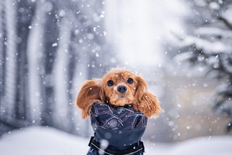 わんこ写真家 大澤将之氏によるカメラ・レンズ相談