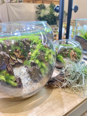 【 仙台アエル店】12月全4回　苔テラリウム教室　Terrariums sendai