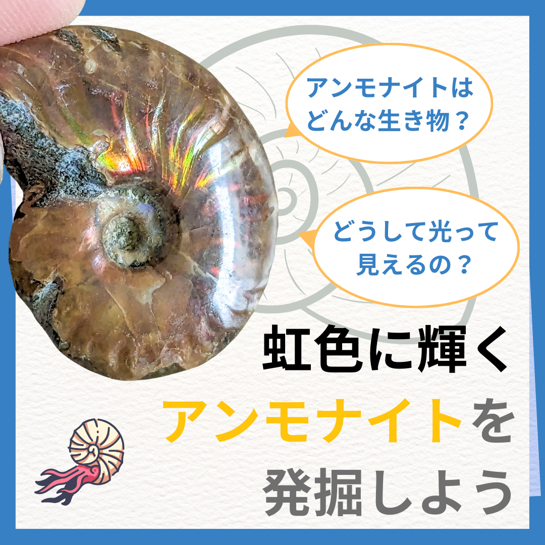 虹色に輝くレッドファイヤーアンモナイトを発掘しよう！～遊色