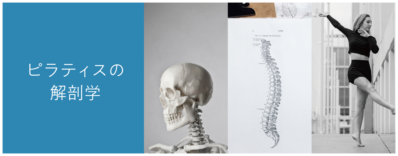 FRP01EW:《オンライン講座》ピラティスの解剖学 〜エロンゲーションを突き詰める〜 |2026年1月10日(土)