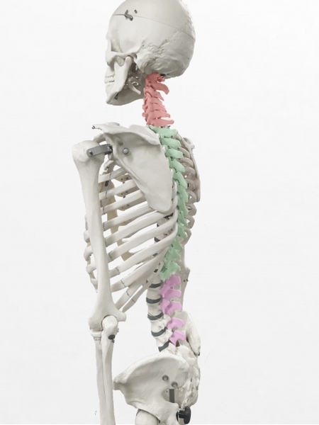 6月50名さま限定「骨盤・背骨リセット」ボディケア体験コース