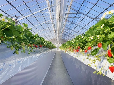 いちご狩り40分食べ放題🍓