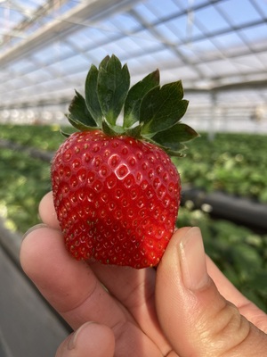いちご狩り40分食べ放題🍓
