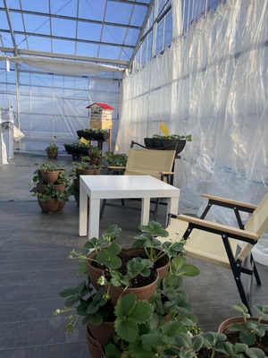 いちご狩り40分食べ放題🍓